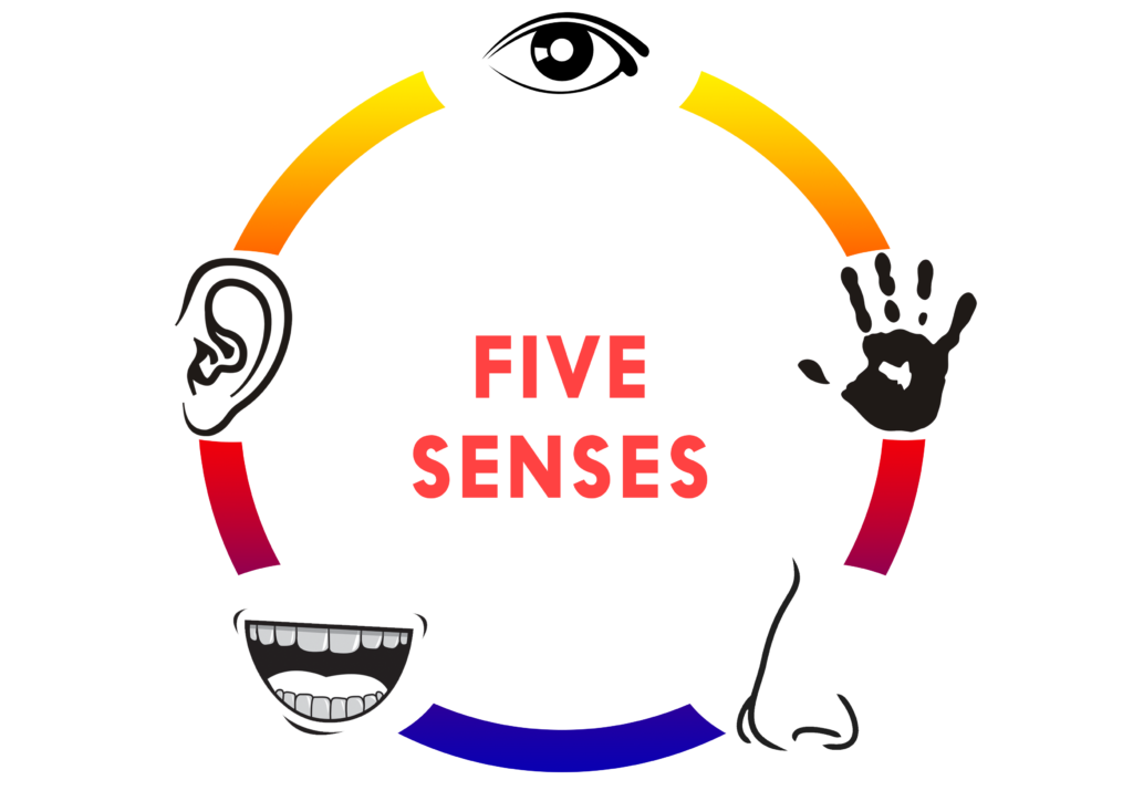 What is Multi Sensory – Southern Dyslectic Centre